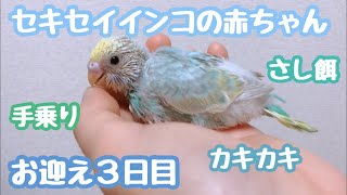 【可愛すぎ】手をお母さんだと思ってるセキセイインコの赤ちゃん〜お迎え３日目〜#セキセイインコ#Budgerigar