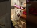 white shepherd leo. i love massage so much that i smile very much. shorts