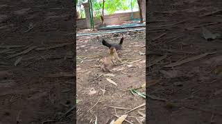 Monkey want to use her full power with chicken #shorts #la3 #animals #bae3 #usa #monkey #popular