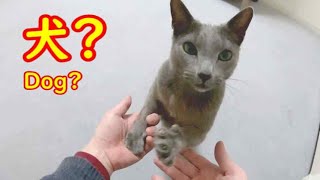 【犬っぽい猫】とってもお利口なロシアンブルー パート8 - 上手におかわり！ The dog-like Russian blue cat is kind and smart - Part 8!