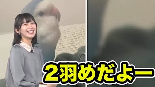 【檜山沙耶】インコになる檜山キャスター【ウェザーニュース切り抜き】