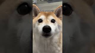 Dog says BRUH