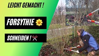 Ich zeige euch wie ! 🌼 Forsythie schneiden - Leicht gemacht !