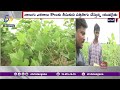 Farmer Facing Problems With Fake Cotton Seeds | నకిలీ పత్తి విత్తనాలతో యువరైతు కుటుంబం ఆవేదన