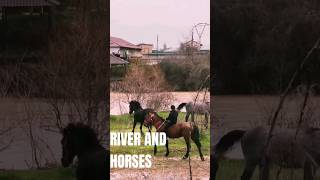 FREE HORSES RUNNING BY THE RIVER #animals #mrbeast #horses #gottalent #america