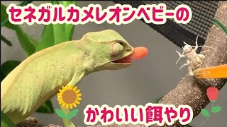 【爬虫類】セネガルカメレオンベビーの餌やりとかわいい足！