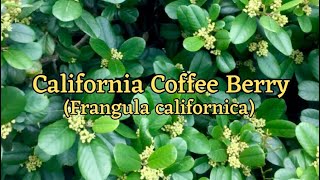 California Coffee Berry - Frangula californica | Drought Tolerant Broadleaf Evergreen