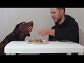 the shocking reason this dog said no to steak