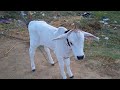 beautiful white calf లేగ దూడ