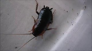 African Bullet Roach