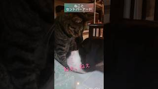 【ねこと超大型犬】 #いぬ #セントバーナード #shorts