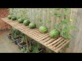 I Wish I Knew This Method Of Growing Watermelons Sooner - It's Easy And Works Great