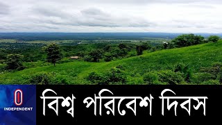 নির্বিচারে গাছ কাটার ফলে হুমকির মুখে পাহাড়ি বন II Environment Day