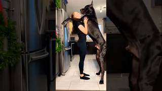 बच्चे इस video से दूर रहें #romantic #dog #girl #shorts #trending