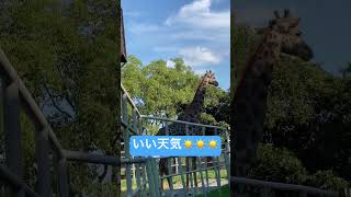 【Masai giraffe】【giraffe】かっこいいキリンと空【マサイキリン】【きりん】【gira】 #animal  #funny #動物園 #animalspecies