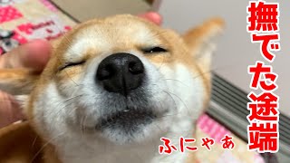 帰宅すると行動一つ一つがとても可愛い柴犬が待ってます shiba inu