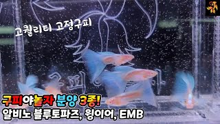 고퀄리티 고정구피 ㅡ 3종 분양및 개체설명 ~^^