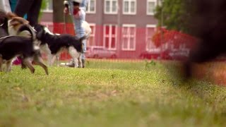 Duizenden honden nemen baasjes mee naar Woofstockfestival in Eindhoven