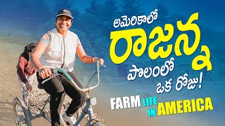 Unbelievable! Telugu Farmer Grows - వీకెండ్ ఫార్మింగ్! ఒకరోజు మా రాజన్న పొలంలో   #Shwaaravlogs