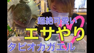 【超絶可愛い】タピオカガエルにエサやり〜爬虫類ショップレプキン〜