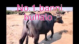 banni buffalo original banni first timer #bannibuffalo #bannibreed