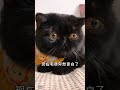 【珠珠的日常】我家黑貓變白了就得退網嗎？ 萌寵 黑貓 貓 可愛 funnycat tiktok