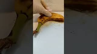 Mutated banana experiment ☠️ | #shorts