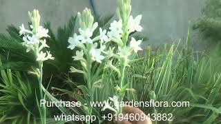 Rajnigandha Flower plant || rajnigandha plant Bulb Online Purchage