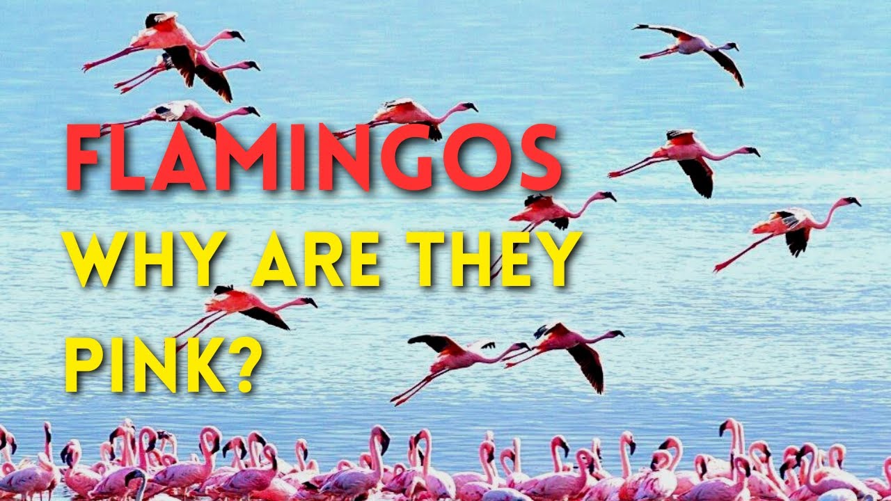 Flamingos Why Are They Pink Youtube