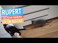 Rupert the Tiny Russian Blue Kitten sneaks up on the Angry Big Cat.  #SHORTS