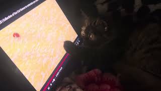 Nyxie’s Mini Theatre – Cutest Persian Kitten Watches Cat Videos on ipad