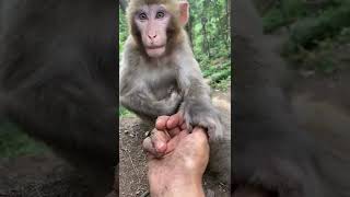 All Smart Monkey videos #Shorts #BeeLeeMonkeyFans EPs2055