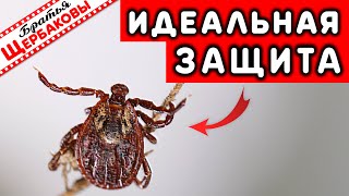 КЛЕЩ! ЛУЧШАЯ в мире ЗАЩИТА! Внимательно ПОСМОТРЕТЬ ВСЕМ, ЗАПОМНИТЬ и всегда ВЫПОЛНЯТЬ!