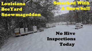 Beekeeping Snow Storm | How Do I Do? | Louisiana Snowmageddon