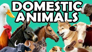 Domestic animals name,animals name, zoo,Wild animals name,घरेलु जानवरों के नाम, जंगली जानवरों के नाम