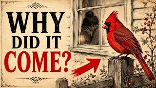 If a Cardinal Keeps Visiting After You Lost Someone — The Secret Comforting Message It Brings