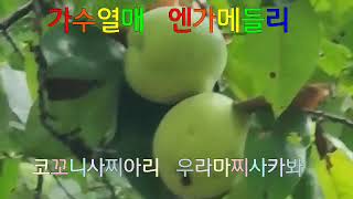 가수열매  엔가  고꼬니사찌아리  우라마찌사카봐  모과  감  은행 밤이 가을을  알려주네요