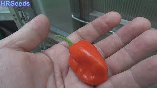 ⟹ Aji Dulce #2 Pepper | Capsicum chinense | Pod Review