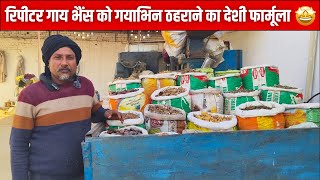 रिपीटर गाय-भैंस गाभिन ठहराने का देसी फार्मूला | पशु का बार बार फिरना | Repeat Breeding Solution