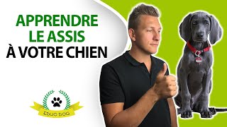 3 étapes FACILES pour apprendre le ASSIS à votre chien