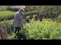 How to plant out broad beans