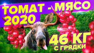 46 кг С ГРЯДКИ!  САМЫЙ МЯСНОЙ ТОМАТ 2020. ТОМАТ ЛОСЬ