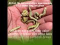 Turf Masters Lawn Care- Army Worms