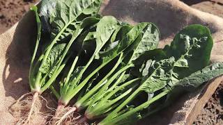 Fairbanks Seeds - Pungi F1  Bunching Spinach