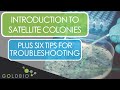 Introduction to Satellite Colonies Plus Six Tips For Troubleshooting