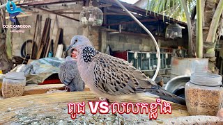 លលកធ្នាក់ខ្មែរ​ ទិញពូជឬទិញលលកខ្លាំង?  015 70 74 81