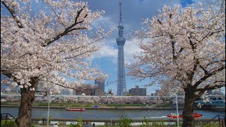 隅田公園　台東区　浅草　築山　✿　桜　さくら　染井吉野　ソメイヨシノ　☆　東京スカイツリー　♪　2023年 3月29日(水)　Sumida Park Asakusa　Sakura