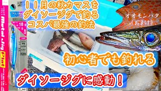 DAISOジグで爆釣、カマス釣り