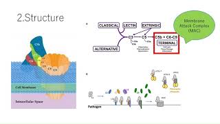 1216_G18_Membrane Attack Complex