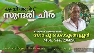 സുന്ദരി ചീരയെ പരിചയപ്പെടാം/ ജൈവ കർഷകൻ ഗോപു കൊടുങ്ങല്ലൂർ /#Gopu #Kodungallur